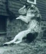 Snagged it out of the air! Cid the Man. That is 75 pounds of Shepherd Terrier in the air.
