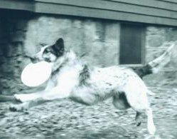 Cid the Man - FrisbeeDog.com - Got it!