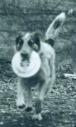 Bringing it back. Cid the Man brings back the Frisbee for another throw.